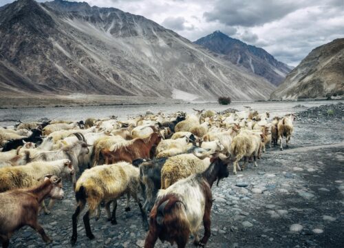 5 Night 6 Days Leh – Leh Package