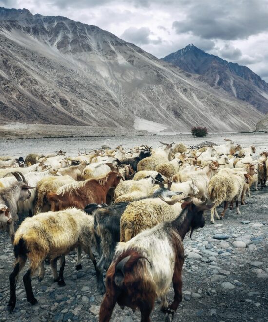 5 Night 6 Days Leh – Leh Package